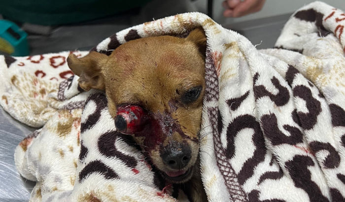 Ajuda a um cachorro atropelado que precisava de cirurgia