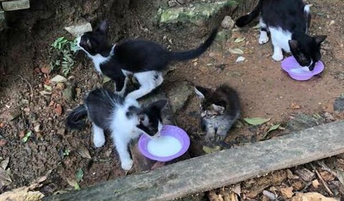 Castração dos gatinhos 