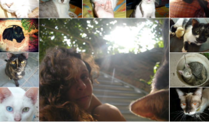 Ajude a reformar meu abrigo de animais