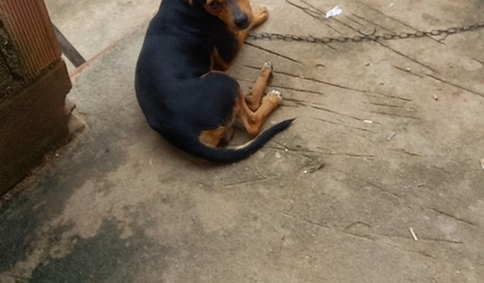 Pra ajudar  o pipoca tem sério problema com carrapato 