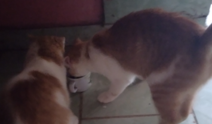 Ajuda para manter meus gatinhos