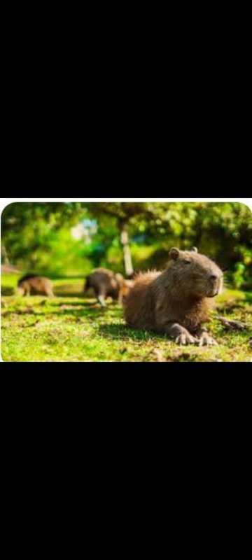 imagem da vaquinha Capivara no seu habitat 