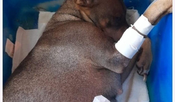 Cesariana de urgência (Filhote morto e engatado ) 