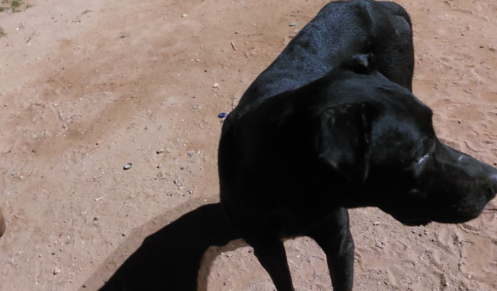 Ajuda na ração dos meu cachorro 