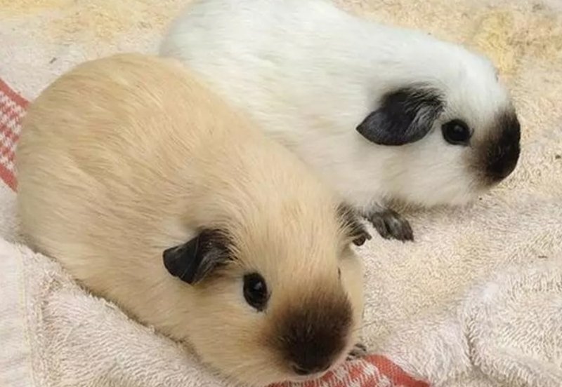 Me  ajuda  a  realizar  meu  sonho  