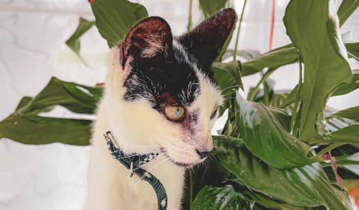 Castração e Cuidados de Morgana