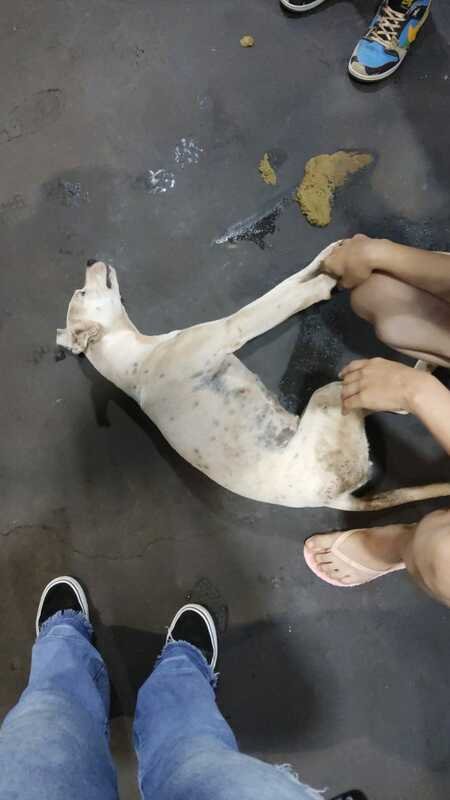 Cachorra atropelada 