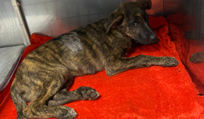 Ajuda para as despesas e cirurgia da pretinha