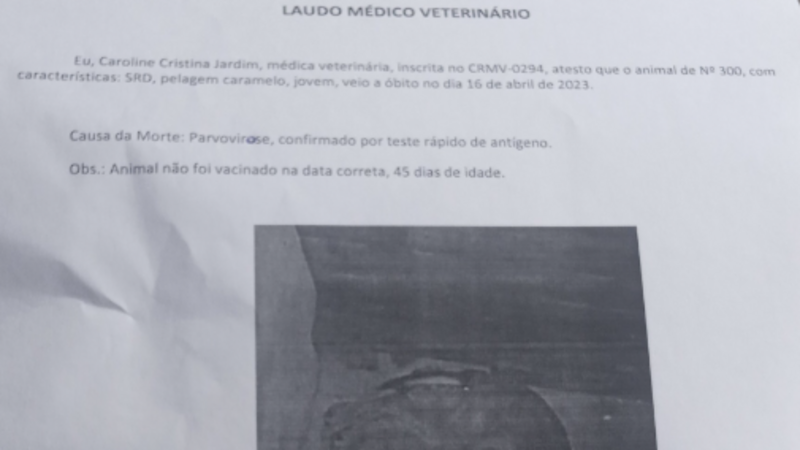 Ajude a comprar uma nova cachorrinha , minha morreu no abrigo.