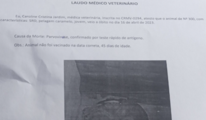 Ajude a comprar uma nova cachorrinha , minha morreu no abrigo.