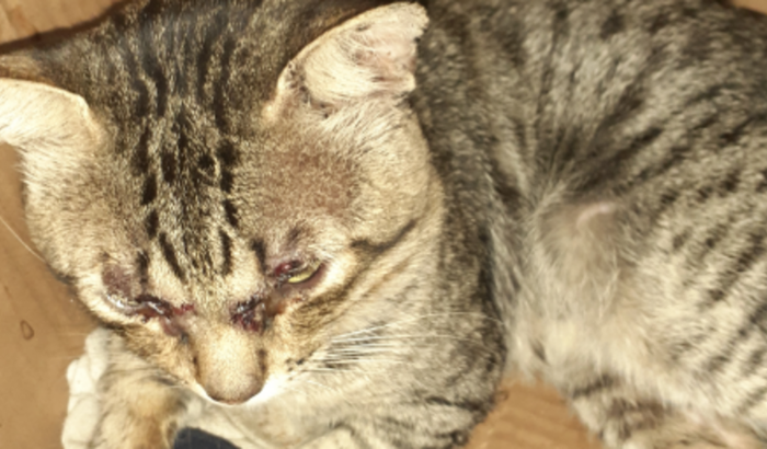 Me ajudem a levar meu gatinho no veterinário! 