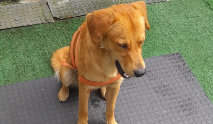 Ajude um cão resgatado 