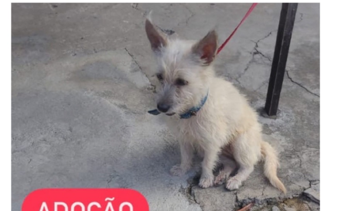 Ajude a salvar cachorrinha abandonada na rua 