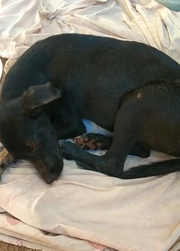 Cachorrinha atropelada 