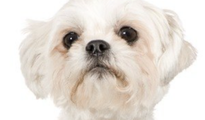 Arrecadação solidariedaria para cachorro  atropelado 