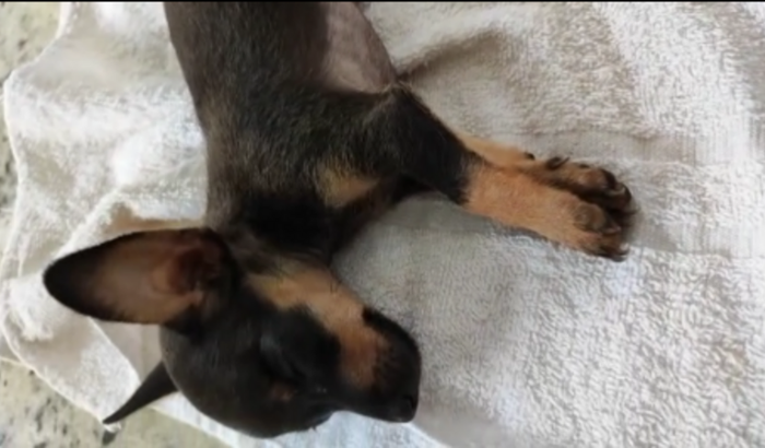 Ajuda para custear o tratamento da Lua!