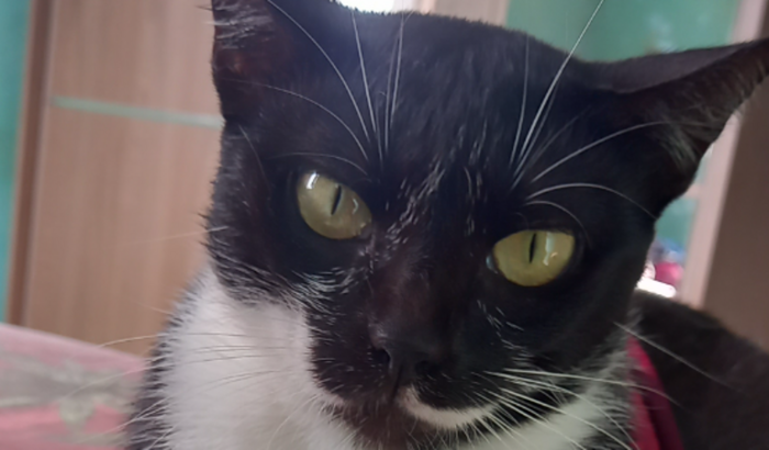 Ajuda pra comprar ração para os meus gatinhos tenho 7 e estou desempregado (quero comprar um saco de ração)