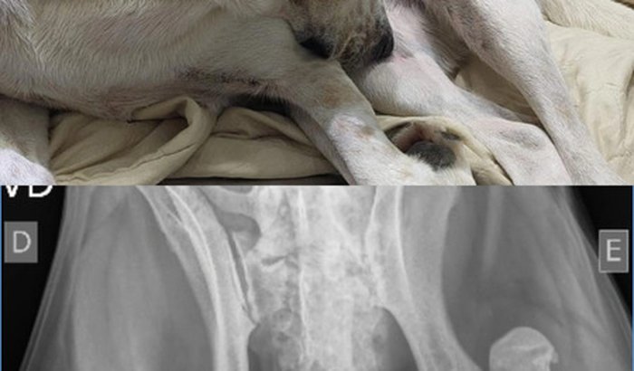 Cirurgia da articulação coxofemoral do Dobby 