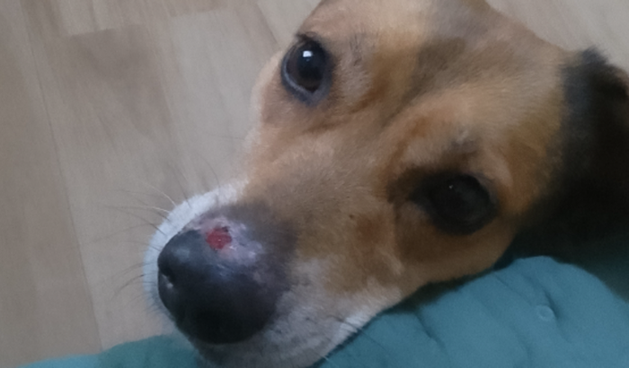 Ajude a Chica a fazer a Biópsia