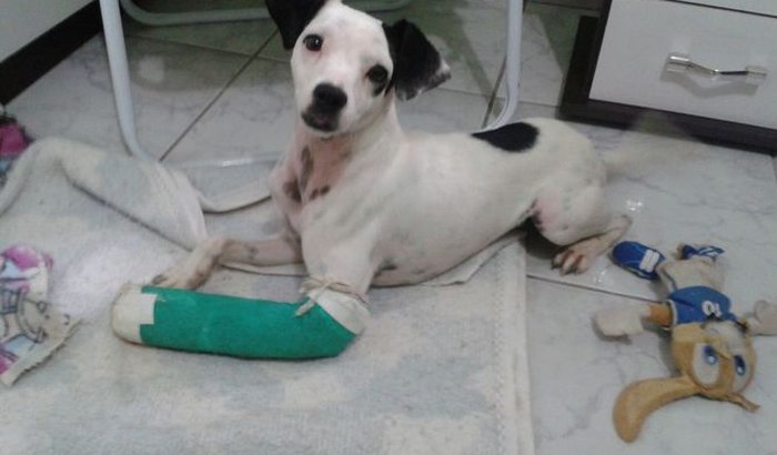 Custos da cirurgia do cãozinho atropelado em Sapucaia do Sul.