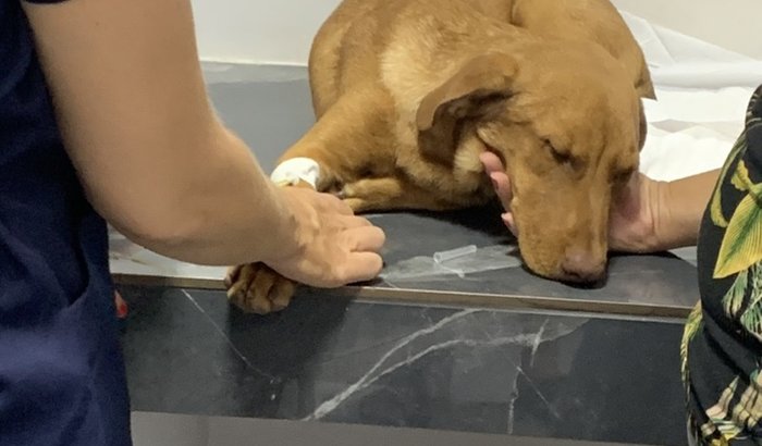 Vamos ajudar o Vitório?