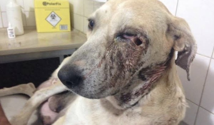Estamos ajudando esse animal ferido quem puder ajudar tbm, ficaremos grátis
