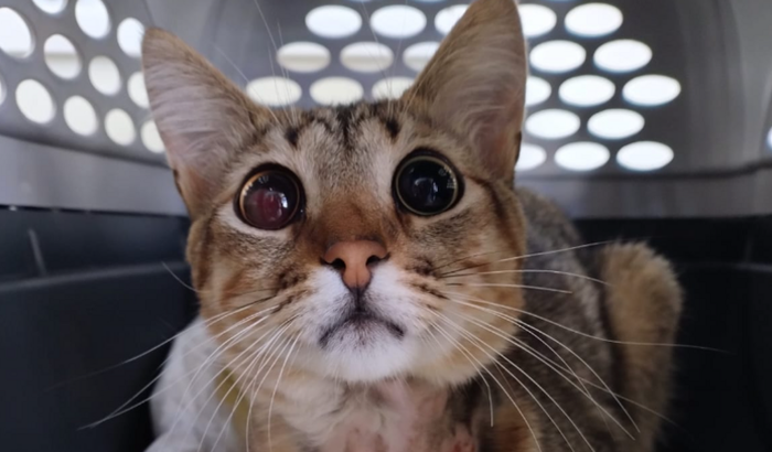 Vamos ajudar o Bartolomeu!