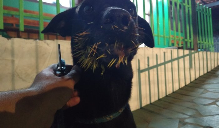 AJUDE-ME! Fui atacado por um porco espinho!