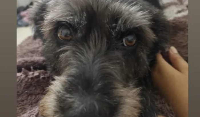 Ajudar no tratamento da minha cachorra 