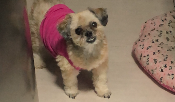 Cirurgia da Charlotte