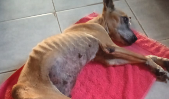 Cirurgia URGENTE / MEL está com câncer não se alimenta mais.