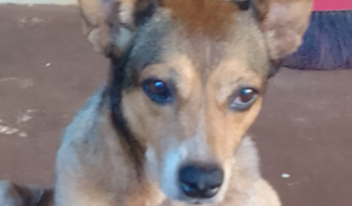 Me ajude a salvar a Diana