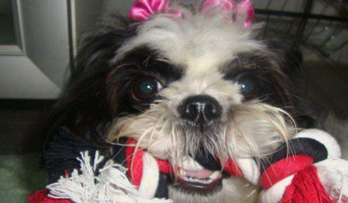 Pucca precisa de cuidados