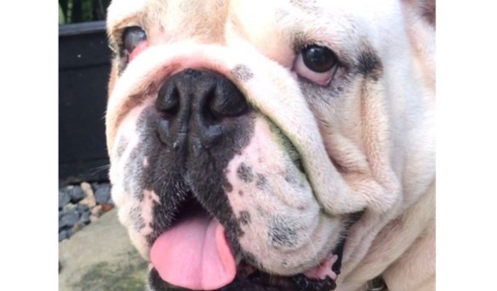 Ajude um bulldog, vítima de maus tratos a realizar a cirurgia 