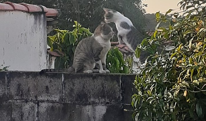 Edgar e totoco