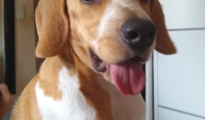 Operação Beagle Hook