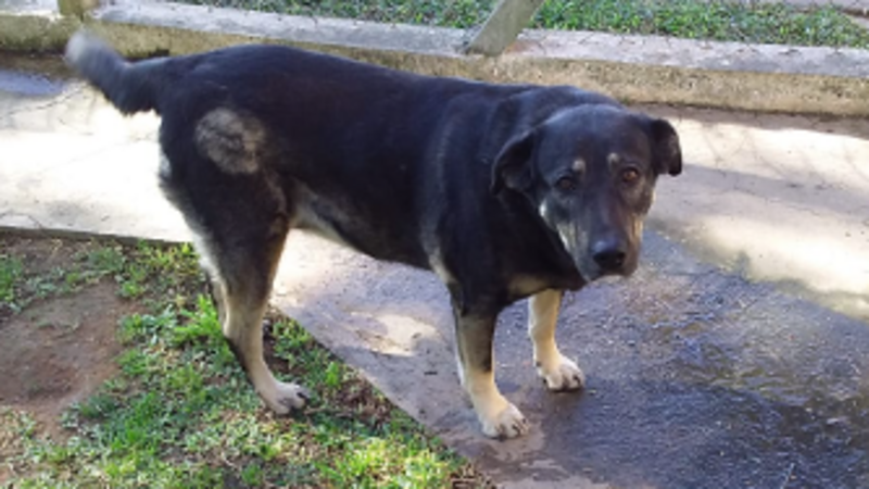 Resgate da Hope custos veterinários 