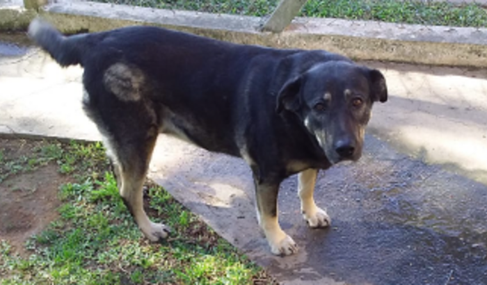 Resgate da Hope custos veterinários 