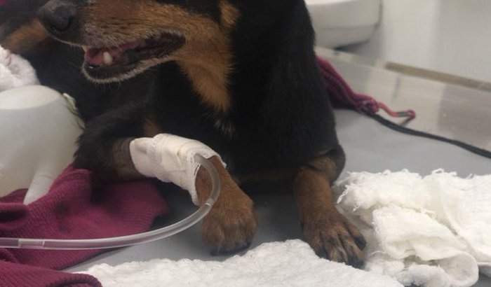 Ajude o Nino a se recuperar!