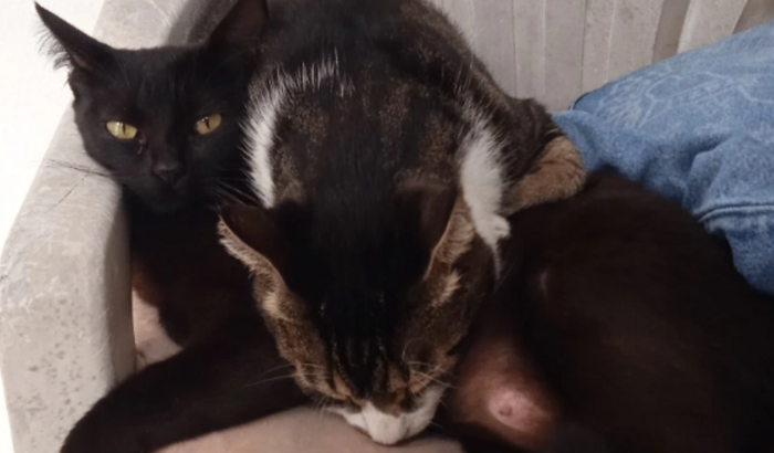 Gastos com os gatinhos