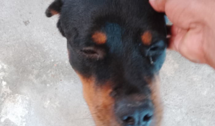 Minha cachorrinha 
