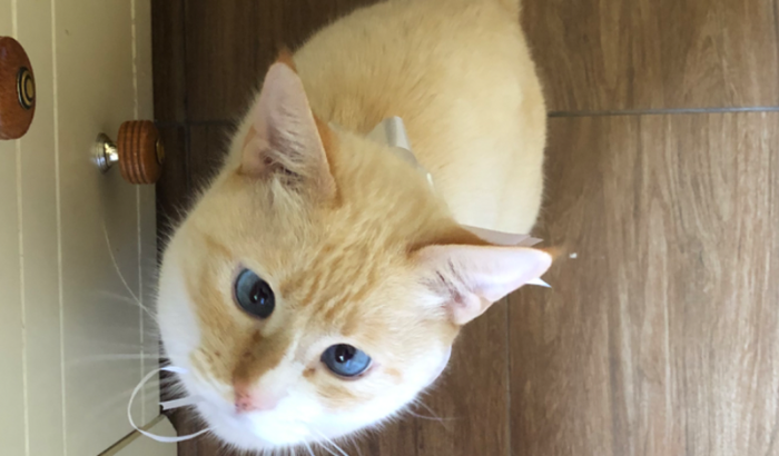Ajuda para levar meu gatinho ao veterinário 