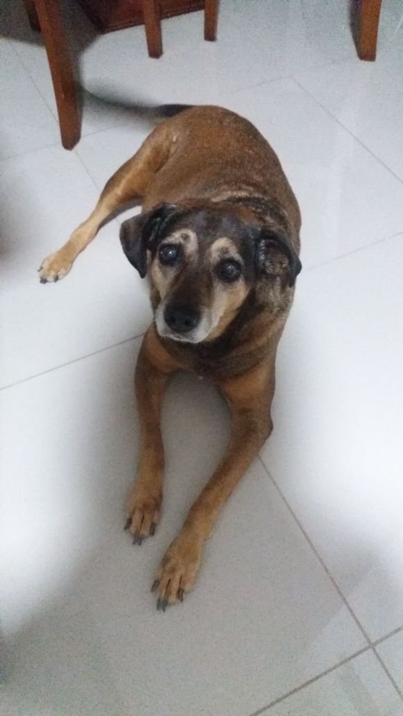 Tratamento da cachorrinha Cida