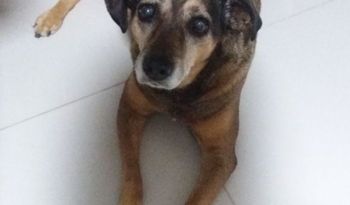 Tratamento da cachorrinha Cida