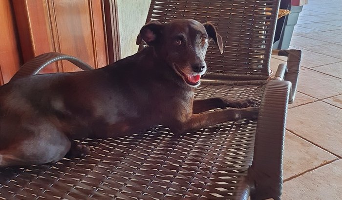 Custos da Chiquinha no Veterinario 