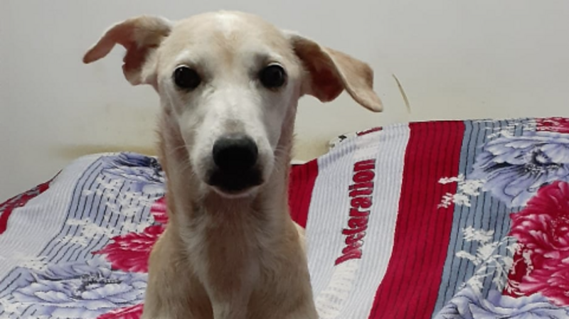 Nos ajude a levar a nossa cachorra Julie para o Rio Grande do Sul