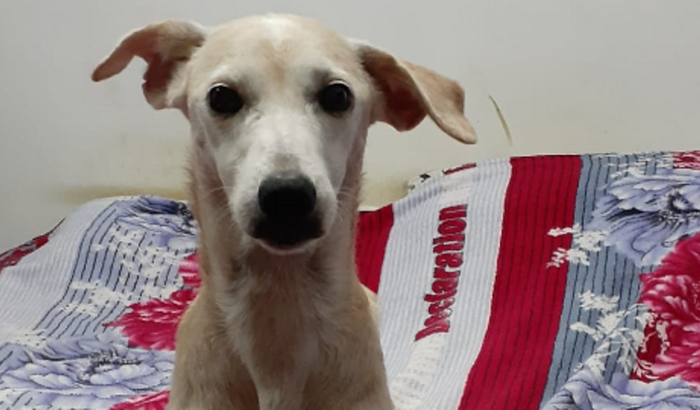 Nos ajude a levar a nossa cachorra Julie para o Rio Grande do Sul