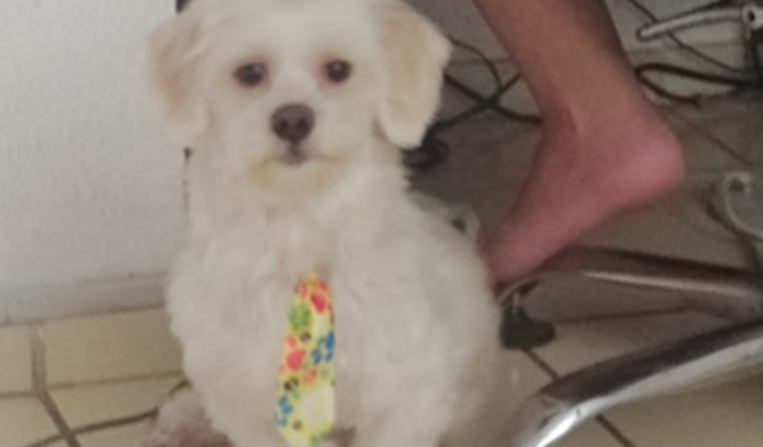 ARRECADAÇÃO PARA EXAMES DO MEU PET