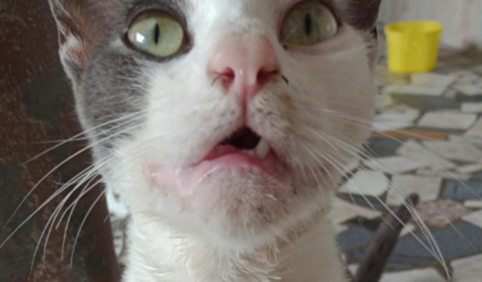 Cirurgia do meu gatinho tigrão 