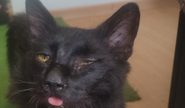 E se juntos pudermos salvar um gatinho de rua?